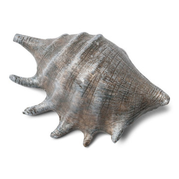 Coquillage gris 12 x 8 cm
