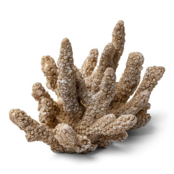 Corail ivoire déco 16 x 11 cm