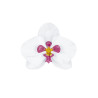 Lot de 6 Orchidées blanches et fuschia papier 3D 8,5 cm