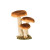 Champignons brun/blanc sur socle bois 15 x 11 x 17 cm