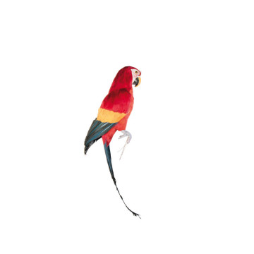 Perroquet multicolore 70 cm