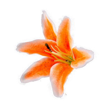 Lot de 6 fleurs tropicales orange fluo 12 x 13 cm