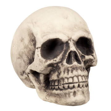 Crâne Supermind 27 x 27 x 38 cm