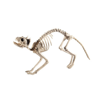Décoration chat squelette