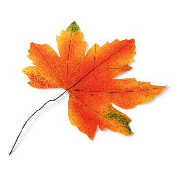 Feuille d'automne déco 35 cm