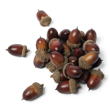 Lot de 24 glands déco d'automne 3,5 cm