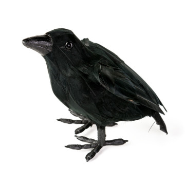 Corbeau noir Halloween 16 x 10 cm