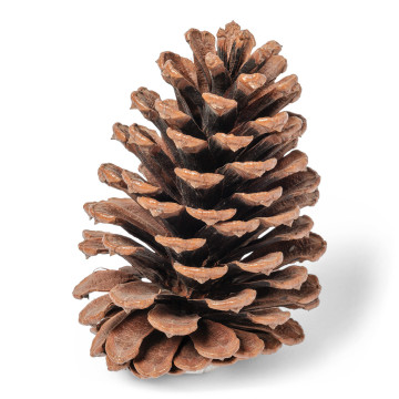 Pomme de pin naturelle 12 cm
