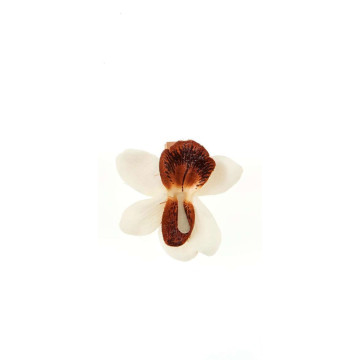 Sachet de 6 orchidées chocolat sur pince