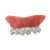 Dentier appareil dentaire luxe Dentier appareil dentaire luxe
