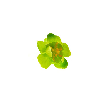 Lot de 6 fleurs de cerisier vert anis